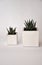 Concrete white cubes pot with plants