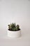 Concrete white cylinder planter pot