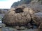 Concretion in New Zealand