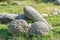 Concretions growing up, old trovant natural formed, cement sand, Romania Europe, close up