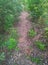 condition of the path in the middle of the forest