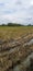 the condition of the rice fields after the rice is harvested by farmers