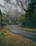 the condition of the road in the middle of the forest after the rain, a little foggy