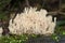 Conditionally edible mushroom horned comb, genus clavulina.