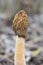 Conditionally edible mushroom Verpa bohemica grows in the spring forest