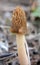 Conditionally edible mushroom Verpa bohemica grows in the spring forest