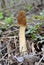 Conditionally edible mushroom Verpa bohemica grows in the spring forest