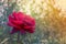 Condolences and sympathy red rose background