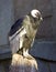 Condor andes predator drop bird signature stamp