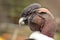 Condor Andino - Vultur gryphus