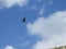 Condor bird over Maya pyramid temple Chichen Itza ruins in Yucatan, Mexico