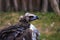 Condor bird portrait