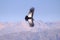 Condor flying above Colca canyon