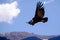 Condor flying above Colca canyon