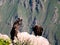 Condors above the Colca canyon at Condor Cross or Cruz Del Condor viewpoint, Chivay, Peru