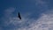 Condors above the Colca canyon at Condor Cross or Cruz Del Condor viewpoint, Chivay, Peru