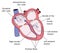 Conduction system of heart