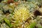 Condy anemone Condylactis gigantea Caribbean sea