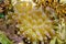 Condy sea anemone Condylactis gigantea Costa Rica