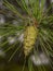 Cone of Austrian pine tree, Pinus nigra