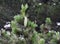 Cone on a branch of a pine rumeliysky Pinus peuce Griseb