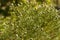 Cone bush Leucadendron