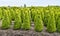 Cone Buxus bushes in a specialized nursery in Netherlands