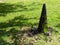 Cone covering an active spot of tar on the grounds of the La Brea Tar Pits & Museum, Los Angeles, California, circa may 20