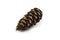 The cone of a Douglas fir. Looks like a fir or spruce cone. Isolated on a white background