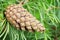 Cone of the European black pine.