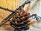 a cone of fir along with some twigs with fluffy buds isolated from a pumpkin bark