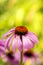 Cone flower, American medicinal plant with flower