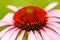 Cone flower, American medicinal plant with flower