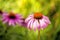 Cone flower, American medicinal plant with flower