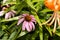 Cone flower blossom peaking out from the tiger lilies