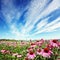 Cone flower in field