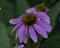 Cone Flower in purple