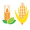 Cone, grain, wheat vector