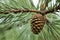 Cone growing on pine branch outdoors, closeup