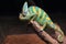 Cone-head chameleon