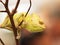 Cone-head chameleon on the branch prepared for hunting - Chameleo calyptratus