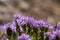 Cone-head thyme, Tymbra capitiata, flowers, Malta