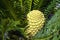 Cone of a lebombo cycad encephalartos lebomboensis