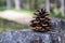 Cone pine, strobilus on the stone