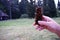 Cone pine, strobilus in a woman hand