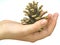 Cone of pine-tree in the hand of girl