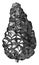 Cone of Pinus Pyrenaica vintage illustration