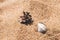 Cone and seashell on wet sand