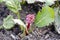 Cone-shaped flowers of Heart-leaved bergenia