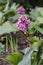 Cone-shaped flowers of Heart-leaved bergenia